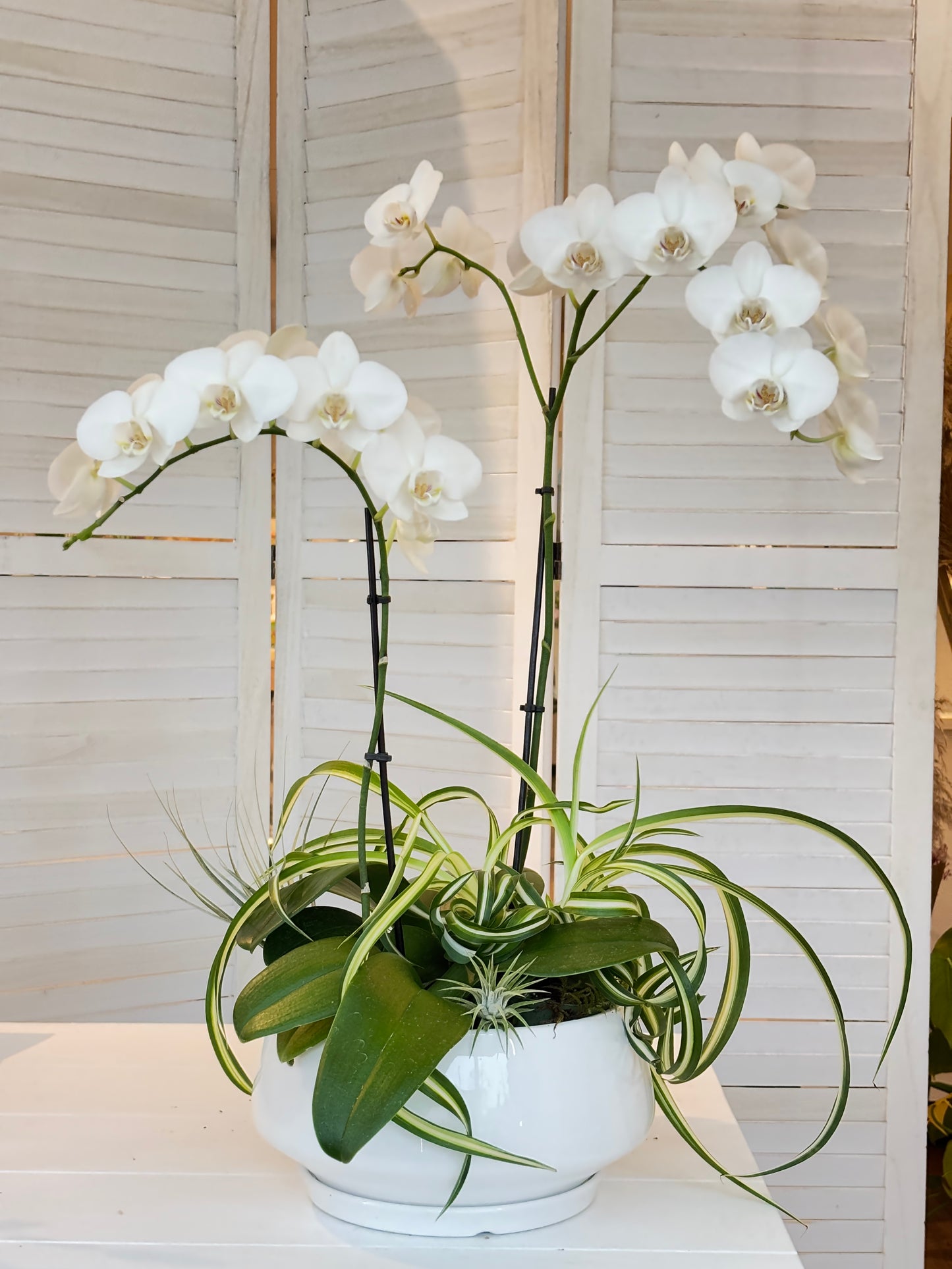 Orchid Arrangement-2 Stems white