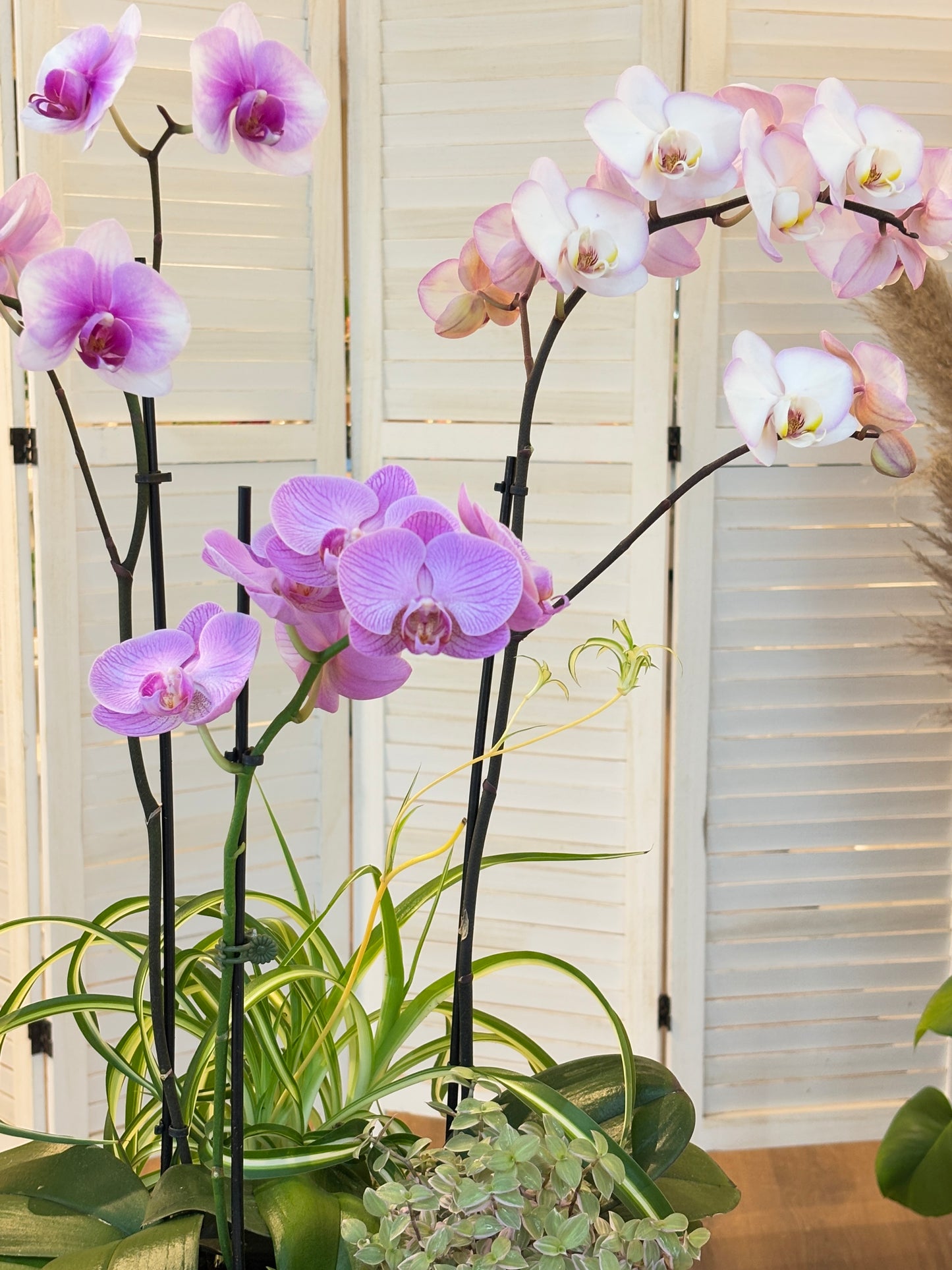 Orchid Arrangement-3 Stems purple