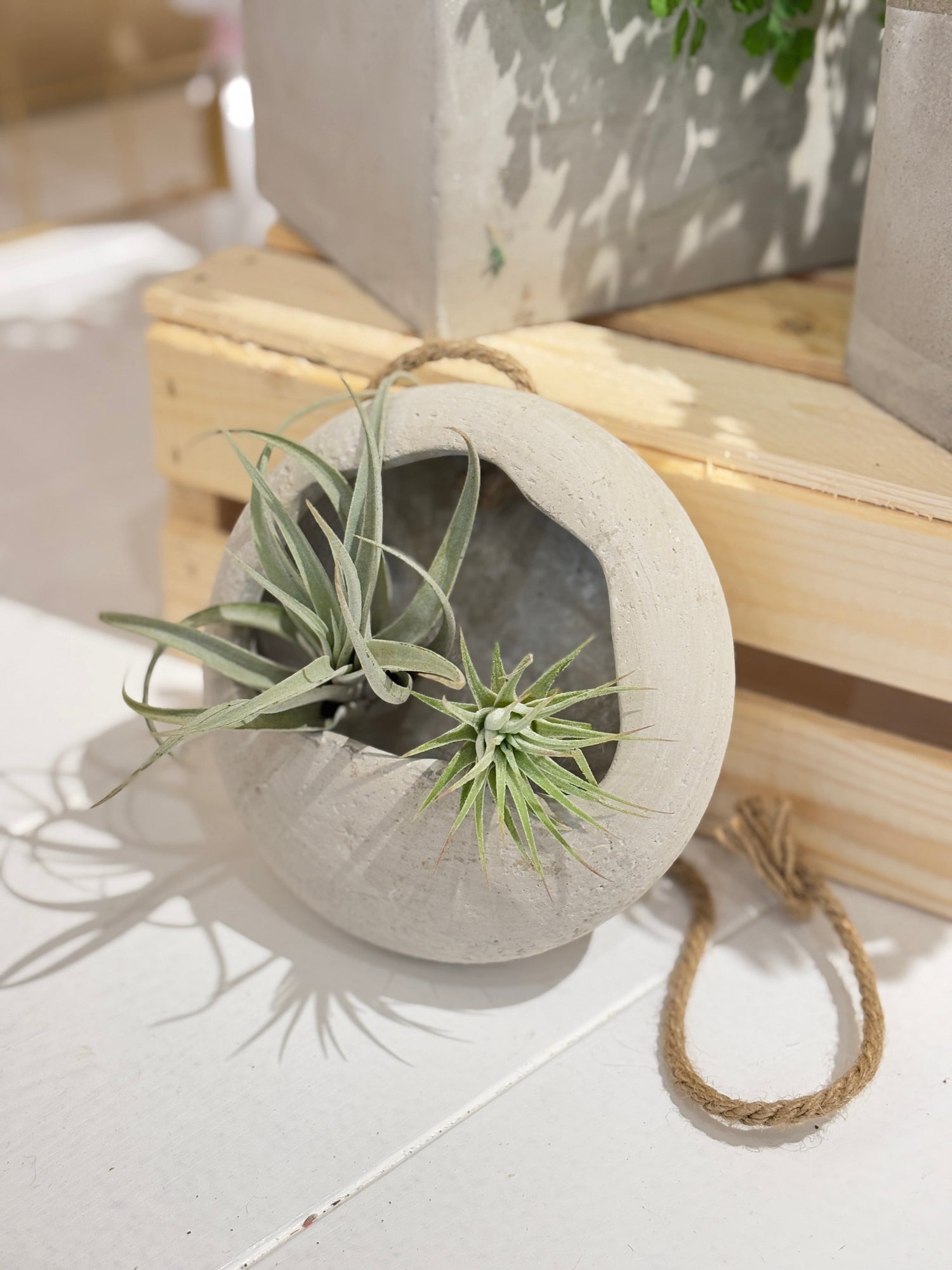 Potted Plants